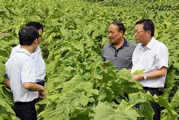 某烟草公司运用六西格玛方法提高烟丝抗破碎性能案例分析